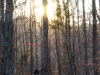 annette-cheek-trail-winter