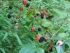 blackberries-brooks-hollow-trail