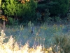 deer-bluebird-trail