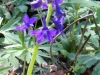 larkspur-clay-wildflower-trail